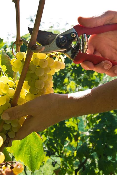 Malvasia grape harvest stock image. Image of istria, bouquet - 58618405