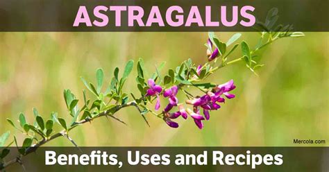 Astragalus Benefits Uses And Recipes