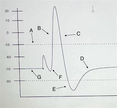 Nervous Tissue Neurons Glial Cells Action Potential Diagram