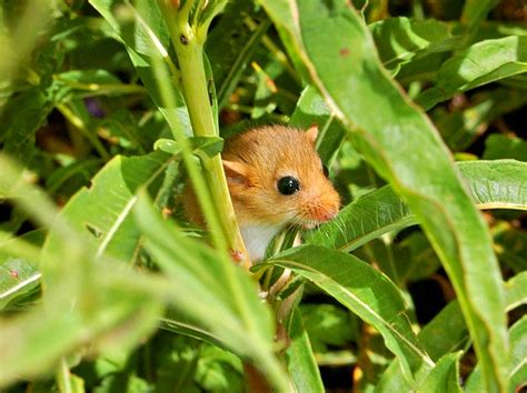 Dormouse Facts! | Always Learning!