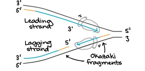 Mechanism Of Replication - Dna Replication - MCAT Content 