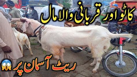 Wednesday Update Lahore Bakra Mandi Kitne Ka Liya Qurbani 2023