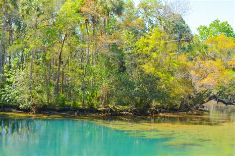 Homosassa Springs (Map, Images and Tips) | Seeker