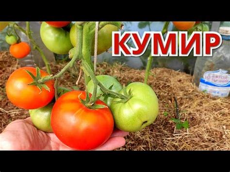 ТОМАТ КУМИР. Обзор сорта личный опыт. - YouTube