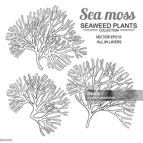 Sea Moss Set Stock Illustration Download Image Now Moss Sea Algae