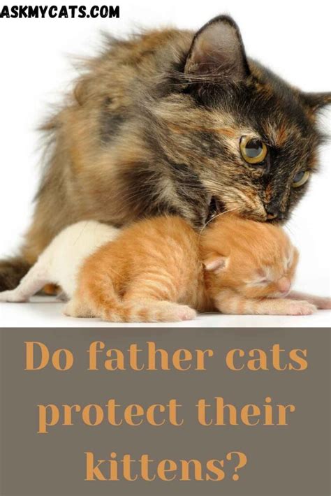 Do Male Father Cats Recognize Their Kittens