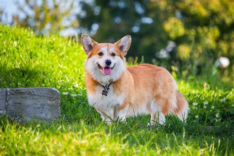 17 Types Of Shepherd Dogs - Breed Information & Profiles