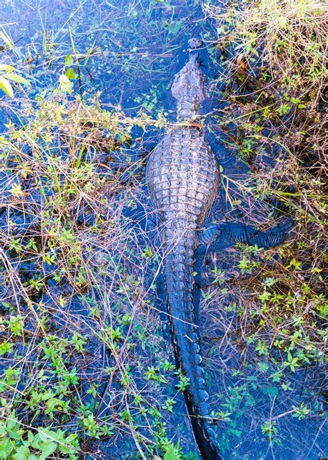 Alligator in Florida Everglades Swamp Stock Photo - Image of national, water: 79867032