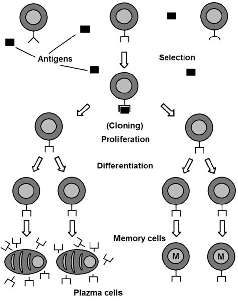 Clonal Selection Theory De Castro And Von Zuben 2000 Download Scientific Diagram