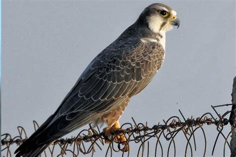 Learn About Falcons - Inspired by our Website Name | LifeFalcon