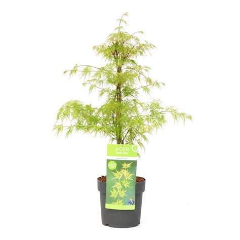 Acer Palmatum Emerald Lace Rable Japonais Pot Cm Hauteur