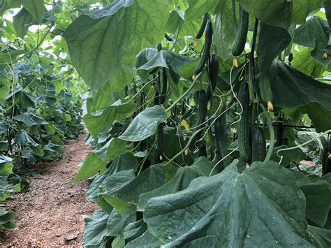 Guía completa para cultivar pepinos en tu jardín consejos técnicas y