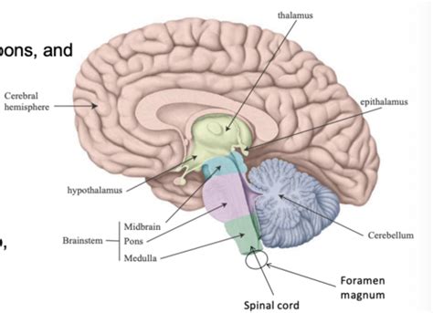 The Brainstem Flashcards | Quizlet 