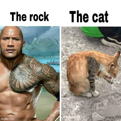 Image Tagged In Cats The Rock Imgflip