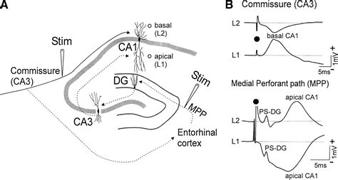 Hippocampal CA1 kindling but not long-term potentiation disrupts ...
