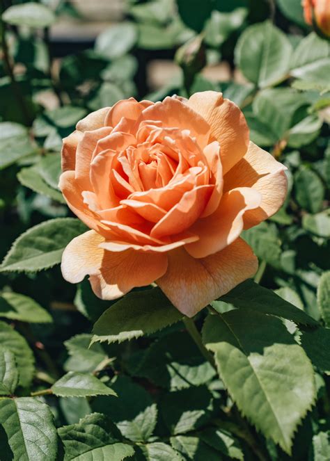 David Austin Rosa Grace AGM | Roses | Burford Garden Co.