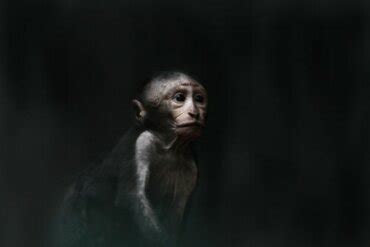 The Pit of Despair - Monkey Business - Exploring your mind