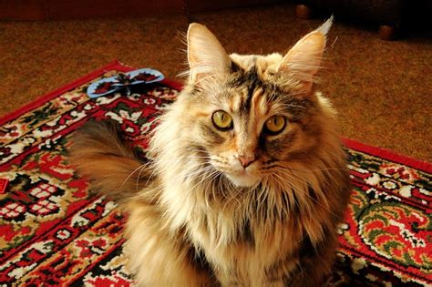 Maine Coon Personality Traits - MaineCoon.org