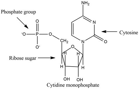 Identify the base and sugar in each of the following nucleot | Quizlet