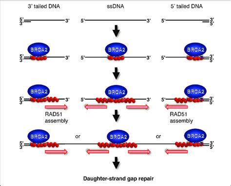 BRCA2 Stimulates RAD51 Mediated DNA Strand Exchange On 3 Tailed DNA