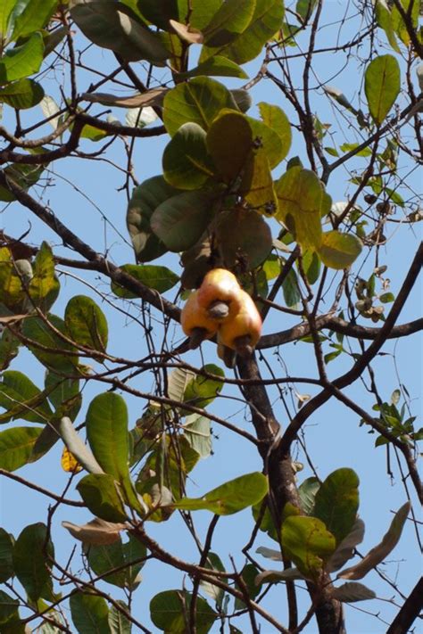 Cashew Fruits With The Seed Podnut Hanging On The Cashew Tree In Goa