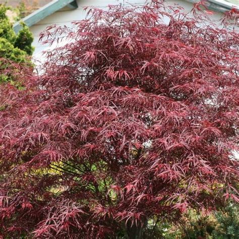 Acer Palmatum Red Pygmy Herman Geers