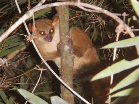 Northern Giant Mouse Lemur (Mirza zaza) – Lemur Conservation