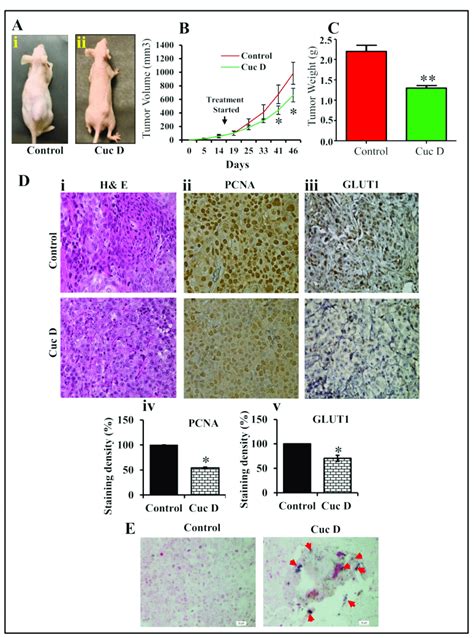 Effect Of Cuc D On PrCa Cell Derived Xenograft Tumors In Athymic Nude