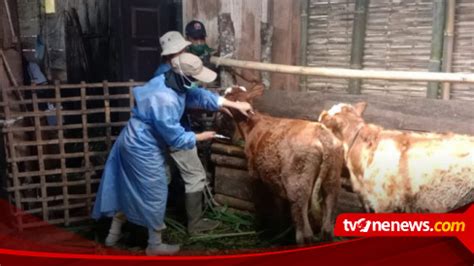 Jelang Idul Adha Dinas Peternakan Di Kabupaten Batang Gencarkan