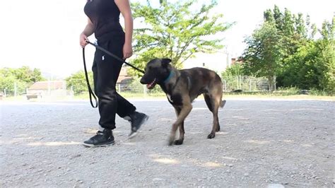 FORMATION EDUCATEUR CANIN - YouTube