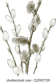 Hand Drawn Pussy Images Stock Photos Vectors Shutterstock