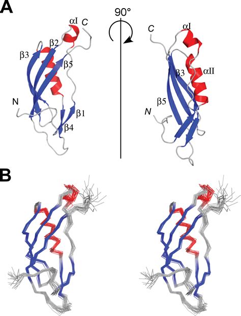 NMR Structure Of The C Terminal Domain Of TonB Protein From Pseudomonas