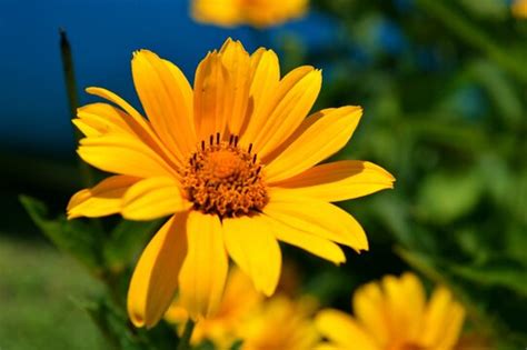 「Polacco」の画像 - 324 件の Stock 写真、ベクターおよびビデオ | Adobe Stock