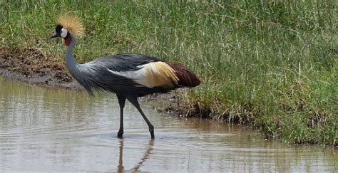 5 Day Kenya Birding Safari In Lake Naivasha Nakuru And Masai Mara