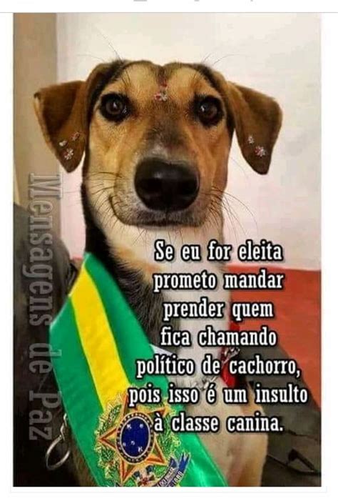 Pin De Deolinda Pereira Em Animais Belos Frases Para C Es Mensagens