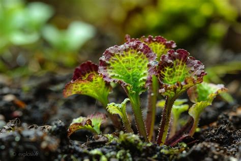 Votre Jardin Est Il Menac Par Cette Plante Explosive D Couvrez