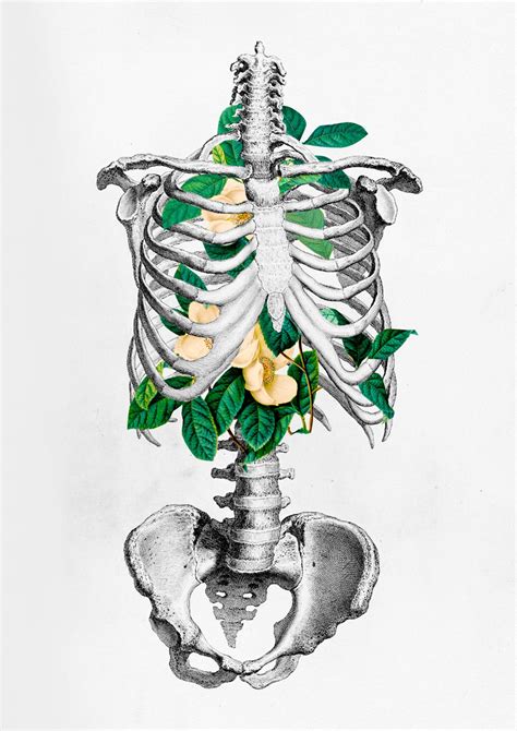 Medical anatomy