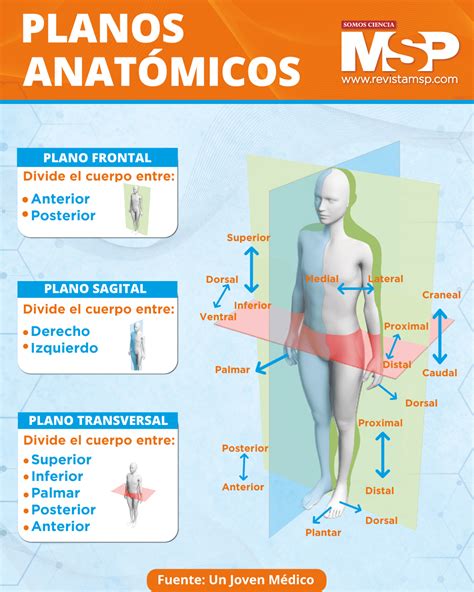 Planos Anatomicos Los Planos Anatгіmicos Son Las Referencias Espaciales