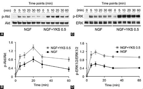 The Kampo Medicine Yokukansan Yks Enhances Nerve Growth Factor Ngf