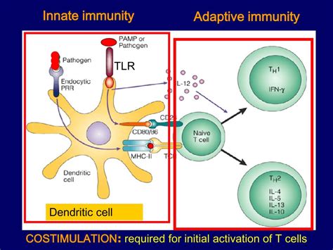 Ppt Natural Immunity Powerpoint Presentation Free Download Id 5571429