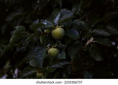 complete stock  images photography shutterstock