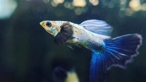 Guppy Fin Rot Causes Symptoms And Treatments