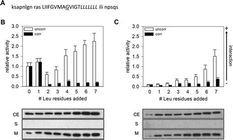 Frontiers Hydrophobic Mismatch And Sequence Specificity Compete When