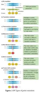 Point Mutation Definition Causes Types Examples Biology Notes Online