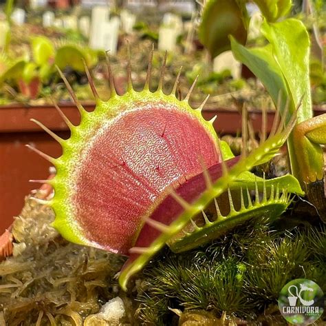 Dionaea Muscipula Z9