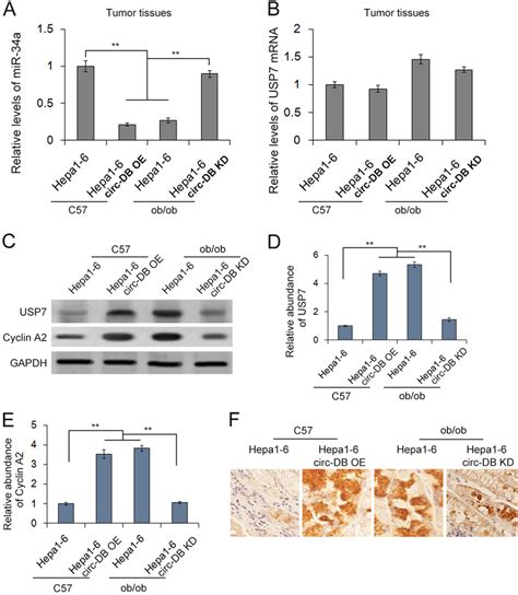 In Vivo Regulation Of The Mir A Usp Cyclin A Axis By Exosome