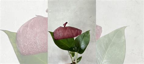 Антуриум шерцера купить в Новосибирске | Товары для дома и дачи | Авито