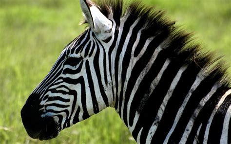 Zebra background ·① Download free stunning HD wallpapers for desktop ...