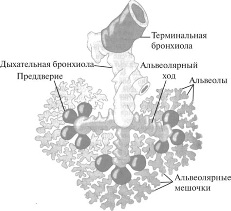 Респираторный отдел - Физиология с основами анатомии