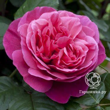 Питомник роз Королева Роза купить онлайн в Москве по низкой цене ...